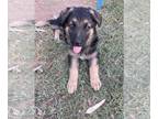 German Shepherd Dog PUPPY FOR SALE ADN-415495 - German shepherd