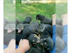 Rottweiler PUPPY FOR SALE ADN-415691 - Rottweiler puppies