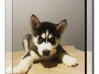 Siberian Husky PUPPY FOR SALE ADN-416097 - Two girls one boy