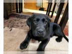 Labrador Retriever PUPPY FOR SALE ADN-416143 - Black Lab Puppy