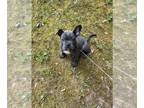 American Bully-French Bulldog Mix PUPPY FOR SALE ADN-416272 - FRENCHIE X