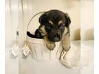 German Shepherd Dog PUPPY FOR SALE ADN-416485 - Beautiful German Shepherd Puppy