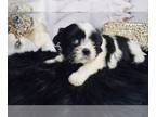 Shih Tzu PUPPY FOR SALE ADN-416512 - Rare blue eyes AKC females and Males