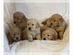 Golden Retriever PUPPY FOR SALE ADN-416177 - Golden Retriever Puppies