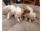 Shiba Inu PUPPY FOR SALE ADN-416519 - Shiba Inu Pups ready for new Home
