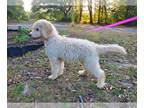 Goldendoodle PUPPY FOR SALE ADN-416140 - Penny F2b Goldendoodle