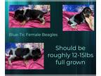Beagle PUPPY FOR SALE ADN-416288 - Penelope