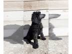 Poodle (Standard) PUPPY FOR SALE ADN-416220 - AKC Poodle Puppies