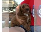 Goldendoodle (Miniature) PUPPY FOR SALE ADN-416175 - Mini F1b Red