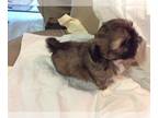 Shih Tzu PUPPY FOR SALE ADN-416261 - Shih Tzu puppies 8 weeks old rare colors