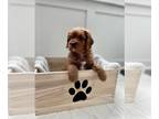Cavapoo DOG FOR ADOPTION ADN-416087 - Cavapoo Puppy