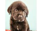 Adopt Rafiki a Black Rottweiler / Great Pyrenees / Mixed dog in Zimmerman