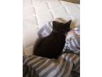 Adopt Penelope A Black & White Or Tuxedo Turkish Angora / Mixed (short Coat) Cat