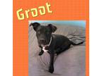 Adopt Groot a Black - with White Pit Bull Terrier dog in Colorado Springs