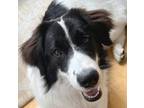 Adopt Milo - Courtesy Post a White - with Black Border Collie / German Shepherd