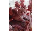 Adopt Grover a Orange or Red (Mostly) American Shorthair / Mixed (short coat)