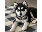 Adopt 598 a Black Alaskan Malamute / Husky / Mixed dog in Aurora, CO (35115896)