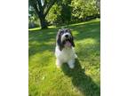 Adopt Jerry a White - with Gray or Silver Cavalier King Charles Spaniel / Poodle