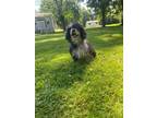Adopt Kramer a Black Miniature Poodle / Mixed dog in Buffalo, NY (35115601)
