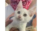 Adopt Littlefoot (MC) A Cream Or Ivory Turkish Van / Mixed (short Coat) Cat In