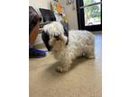 Adopt 50535028 A White Shih Tzu / Mixed Dog In Fort Worth, TX (35115496)