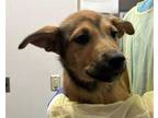 Adopt a Red/Golden/Orange/Chestnut German Shepherd Dog / Mixed dog in Tucson