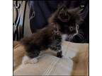 Adopt Precious baby a Black & White or Tuxedo American Shorthair (medium coat)