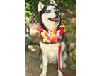 Adopt Keira a Gray/Blue/Silver/Salt & Pepper Husky / Mixed dog in Queenstown