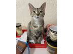 Adopt Zelda A Gray, Blue Or Silver Tabby Scottish Fold / Mixed (short Coat) Cat