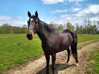 2013 ottb mare for broodmare companion light riding