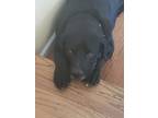 Adopt Kong a Black Labrador Retriever / St. Bernard / Mixed dog in Silverdale