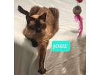 Adopt JOSIE a Siamese / Mixed cat in Elgin, SC (35113776)