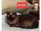 Adopt SUZIE a Siamese / Mixed cat in Elgin, SC (35113775)