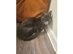 Adopt Oreo A Black & White Or Tuxedo Oriental / Mixed Cat In Longmont