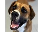 Adopt Jerry a Tan/Yellow/Fawn Boxer / Mixed dog in Clarksdale, MS (35111528)