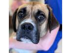 Adopt Tom a Tan/Yellow/Fawn Boxer / Mixed dog in Clarksdale, MS (35111527)