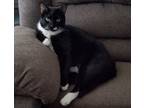 Adopt Bear A Black & White Or Tuxedo Turkish Angora / Mixed (medium Coat) Cat In