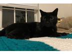 Adopt Mousey a All Black American Shorthair / Mixed (short coat) cat in Oviedo