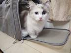 Adopt Luna A Tortoiseshell Munchkin / Mixed (medium Coat) Cat In New Brighton