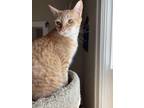 Adopt Cesar A Orange Or Red Tabby Oriental / Mixed (short Coat) Cat In Grand