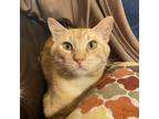 Adopt Orange a Orange or Red Domestic Mediumhair / Mixed (medium coat) cat in