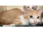 Adopt Ranch-kitten a Orange or Red (Mostly) Domestic Shorthair / Mixed (short