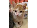 Adopt Flame-kitten a Orange or Red (Mostly) Domestic Shorthair / Mixed (short