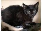 Adopt Pesto-kitten a All Black Domestic Shorthair / Mixed (short coat) cat in