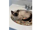 Adopt Sansa - CL a Siamese / Mixed cat in Lyman, SC (35109333)