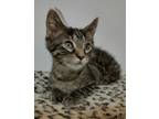 Adopt Blinky a Spotted Tabby/Leopard Spotted Domestic Shorthair / Mixed cat in