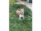 Adopt Karma A Tan/Yellow/Fawn American Staffordshire Terrier / Mixed Dog In