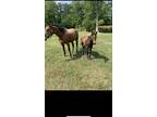 Thoroughbred Package deal 3 horses