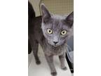 Tiny, Domestic Shorthair For Adoption In Sumter, South Carolina