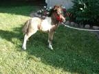 Classy AMHR Registered Blue Eyed Pinto Colt for Sale